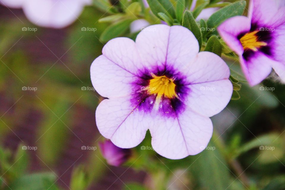 Purple Flower Closeup