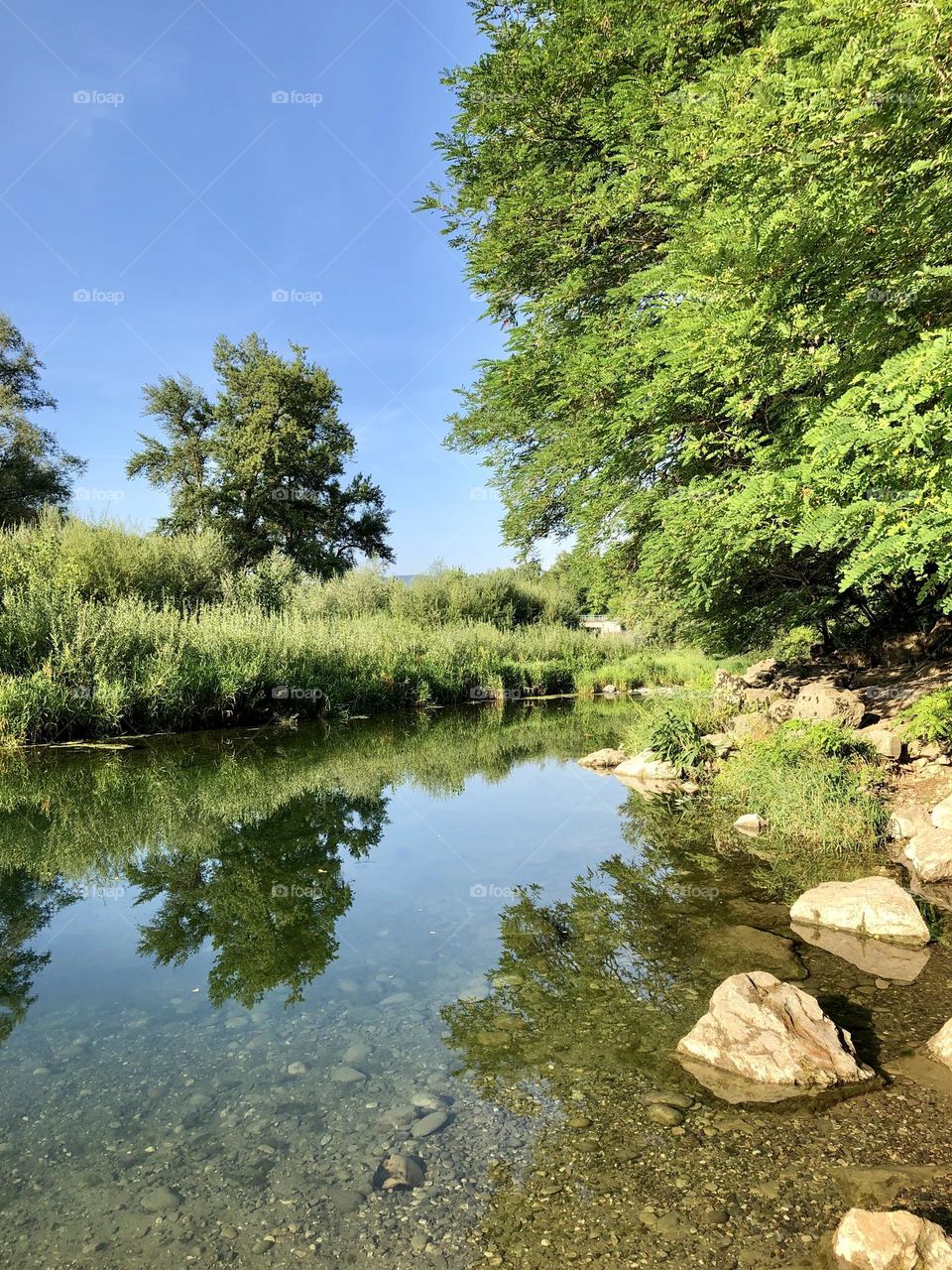 Meadow landscape in summer