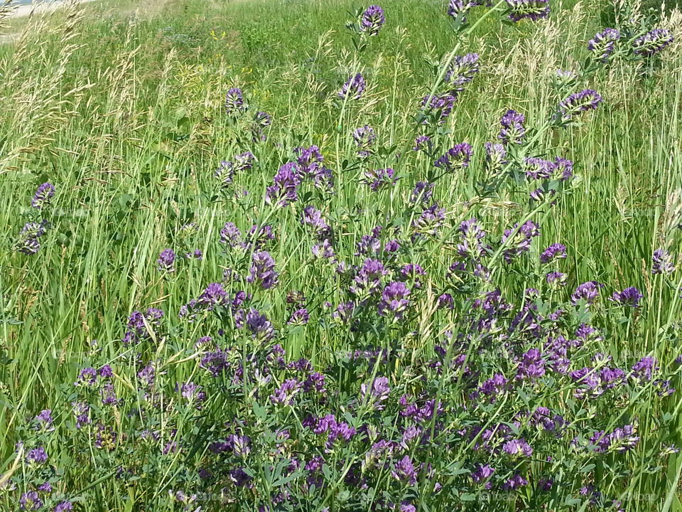Floral. Wild flowers along the Manitoba hiway