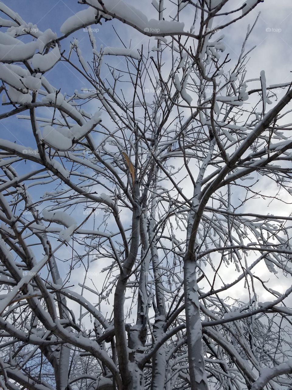 Ice Trees