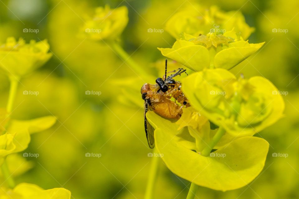 Insect battle.