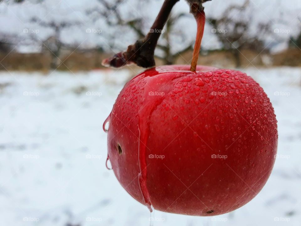 Red and white. Winter apple.