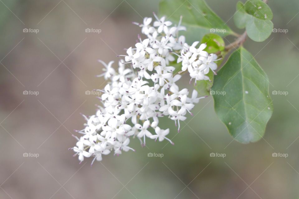 White flower on a Rural garden