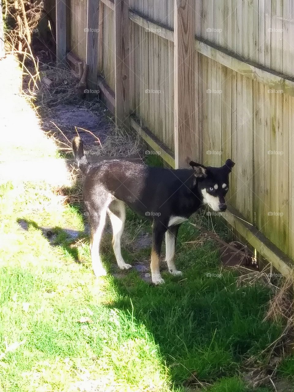 dog near a fence