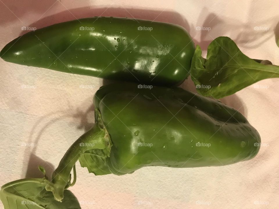 freshly picked green peppers
autumn vegetables