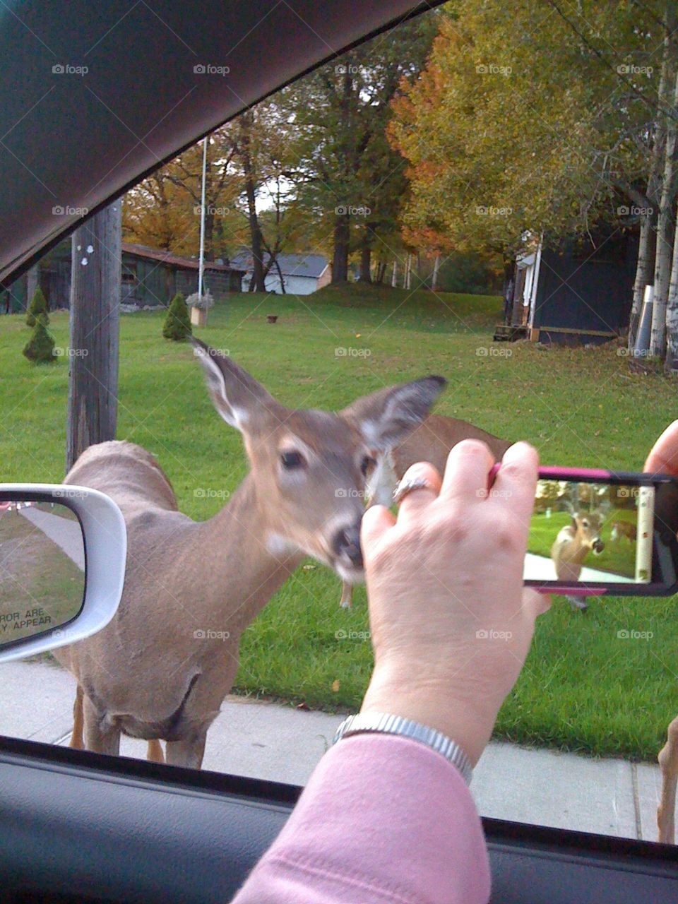 Picture of someone taking a picture of a deer, close-up