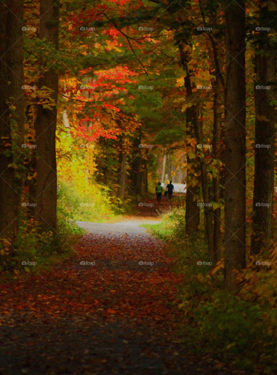 Autumn woods hiking