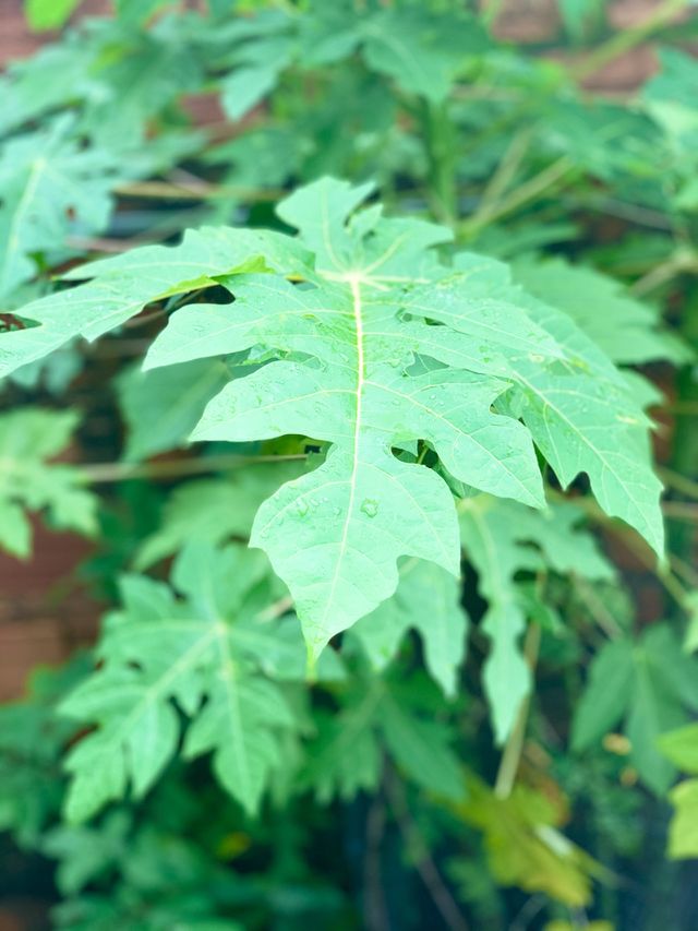 Papaya tree Leaves and raindrops 