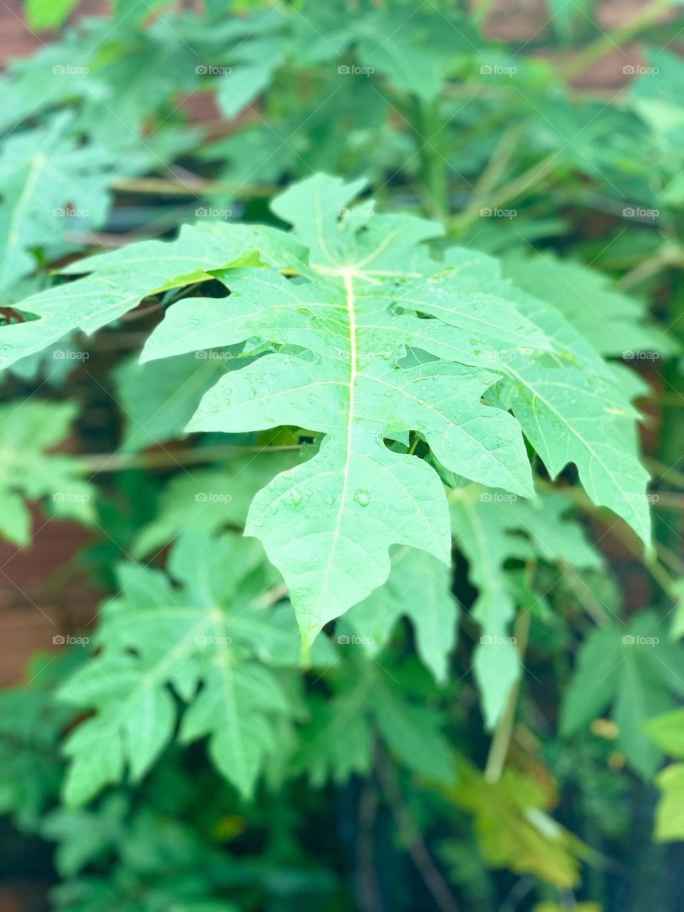 Papaya tree Leaves and raindrops 