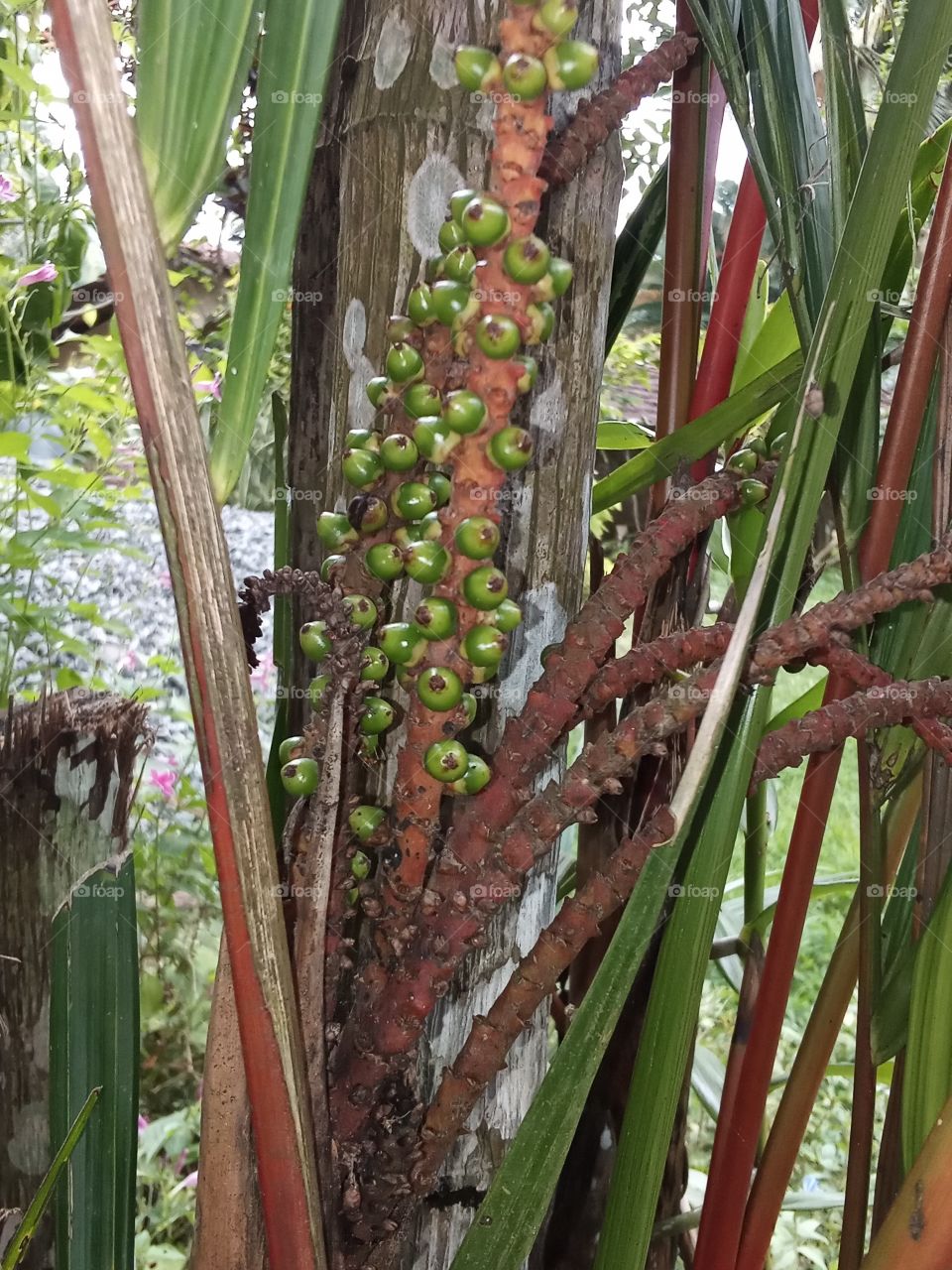 Red palm tree seeds.