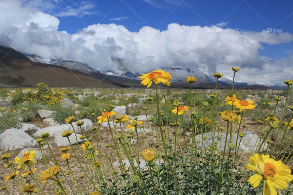 Wild flowers in bloom in the Eastern Sierra of California 