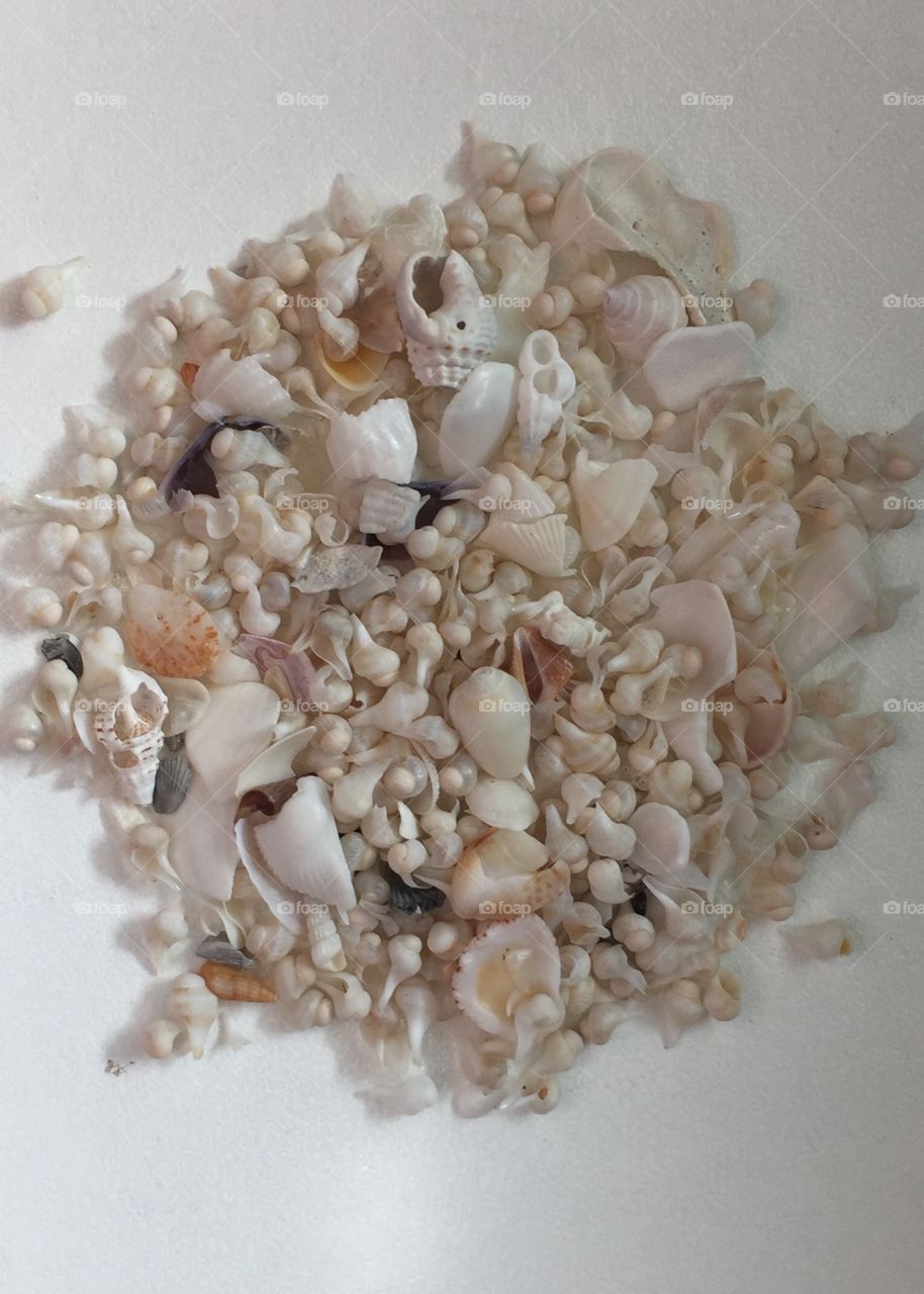 Miniature seashells, Sanibel Island, Florida 