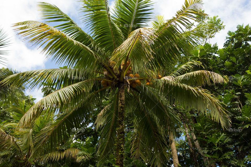 Coconut palm tree in the lush rain forest in the Portland Parish, on the East Coast of Jamaica on 30 December 2013.