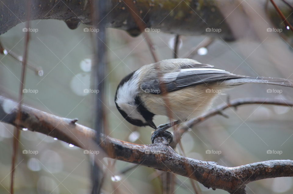 feathery little bird