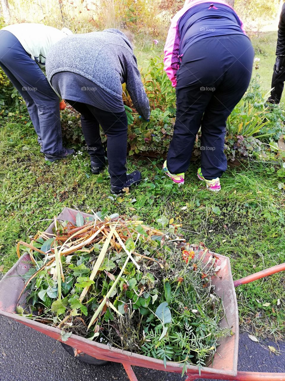 The bent over people are doing volunteer work in the yard of an apartment building. In the Autumn they are digging up the decayed plants. Part of rotten and dry vegetation is in the wheelbarrow.