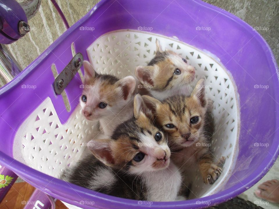 Four cute kittens are in a bicycle bask