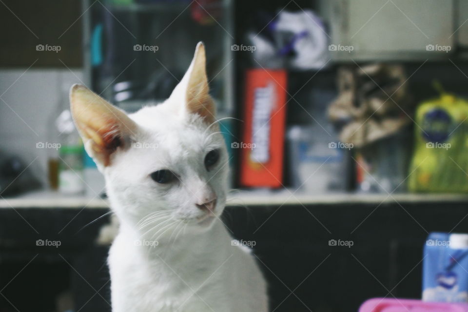 This is a picture of our cat named Boruto. He is pure white in color.