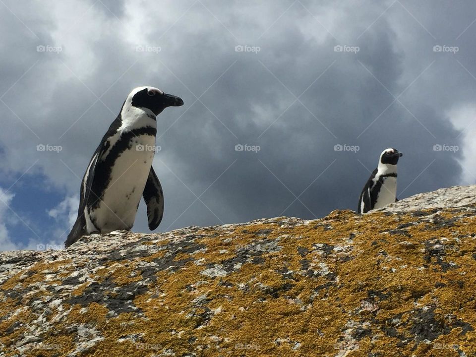 Penguins returns from the ocean travel