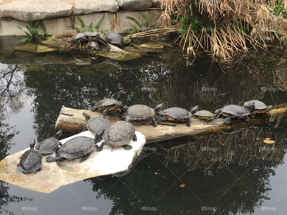 So many turtles 