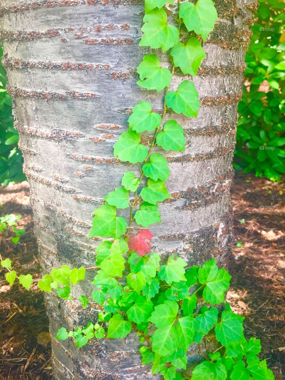 One them isn’t like the other 