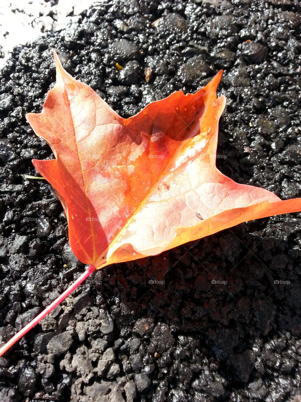 leaf. fall