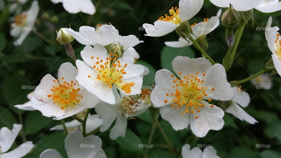 Wild Rose. Wildflower