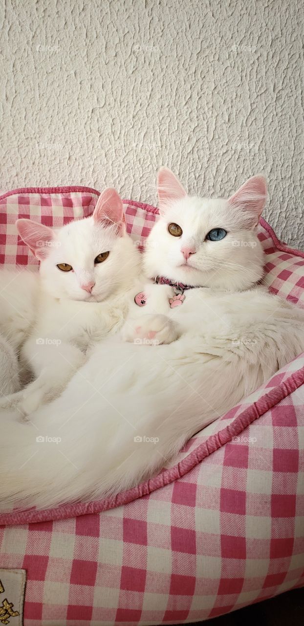 Resting cats - heterocromia