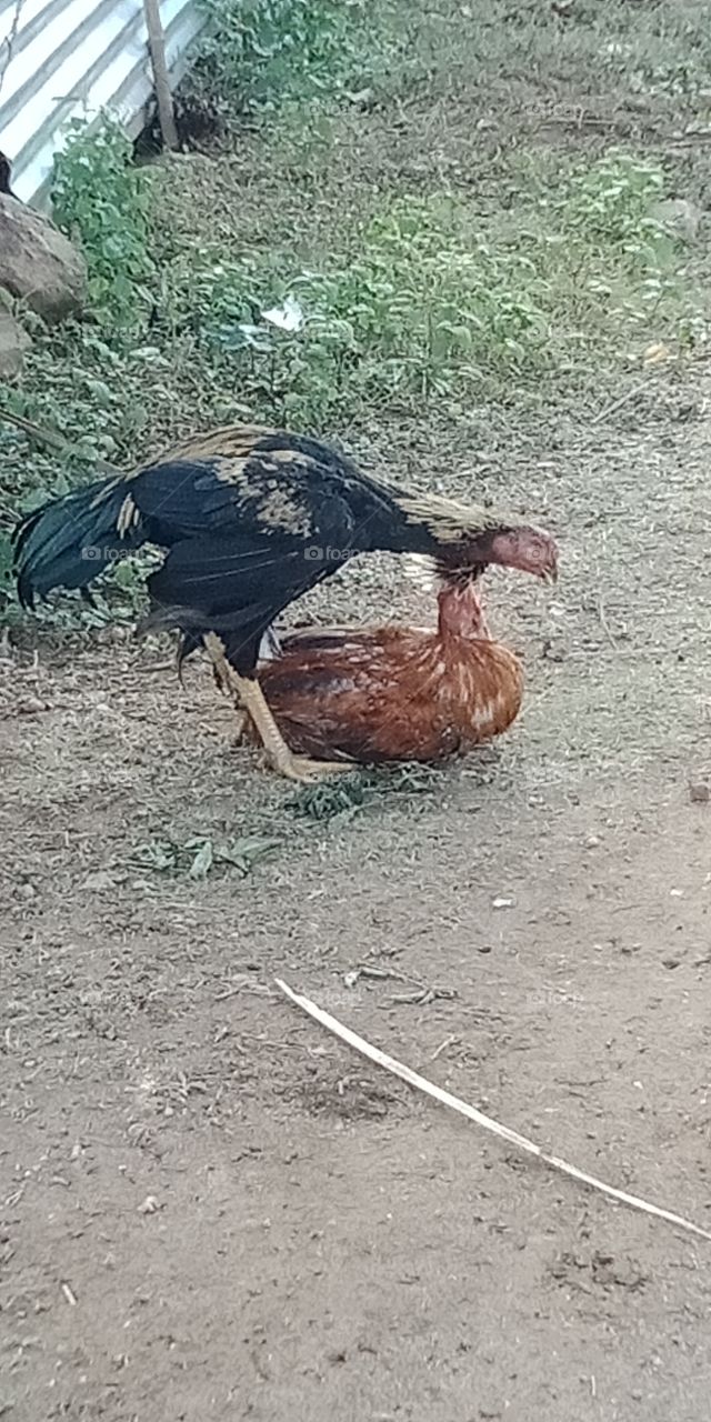 hen