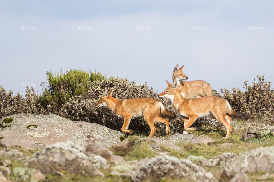 Ethiopian wolf 12