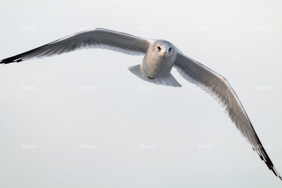 White bird flying against sky