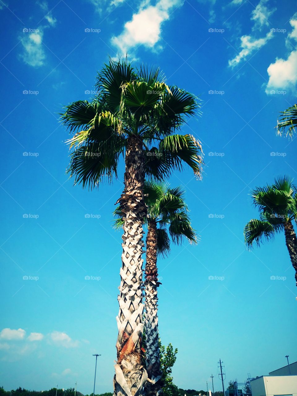 Palm view