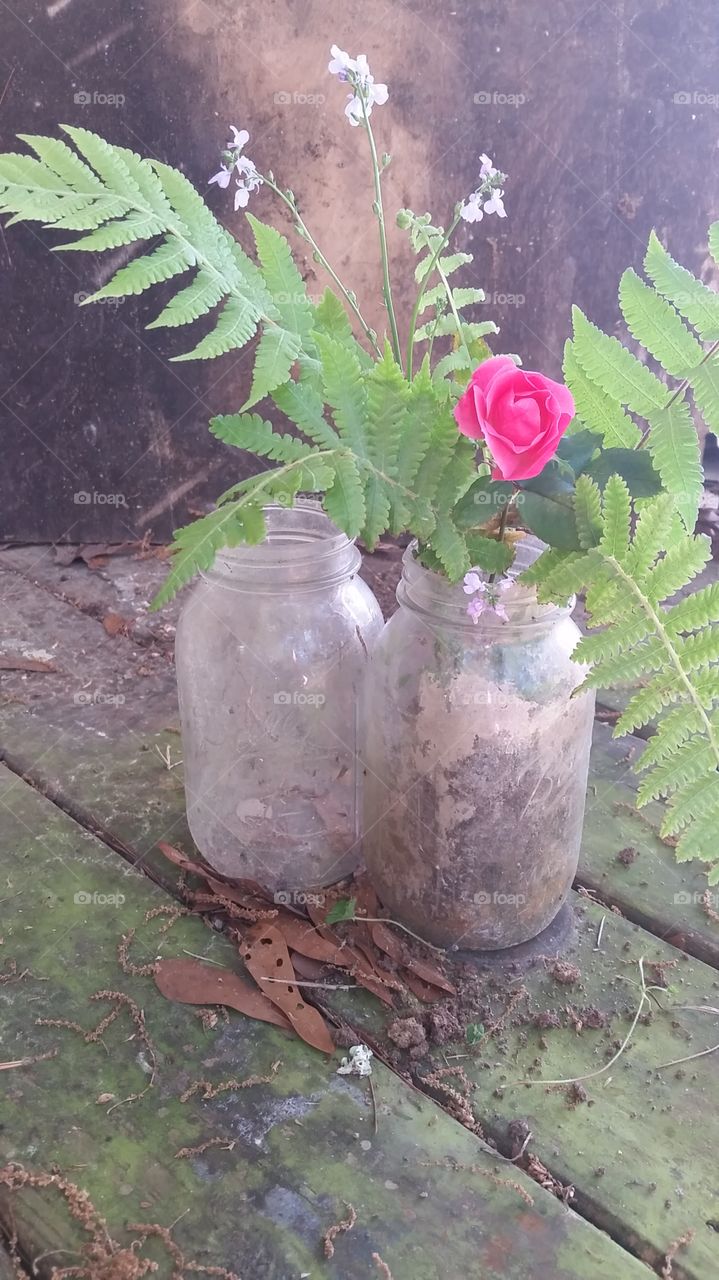 jars and fern