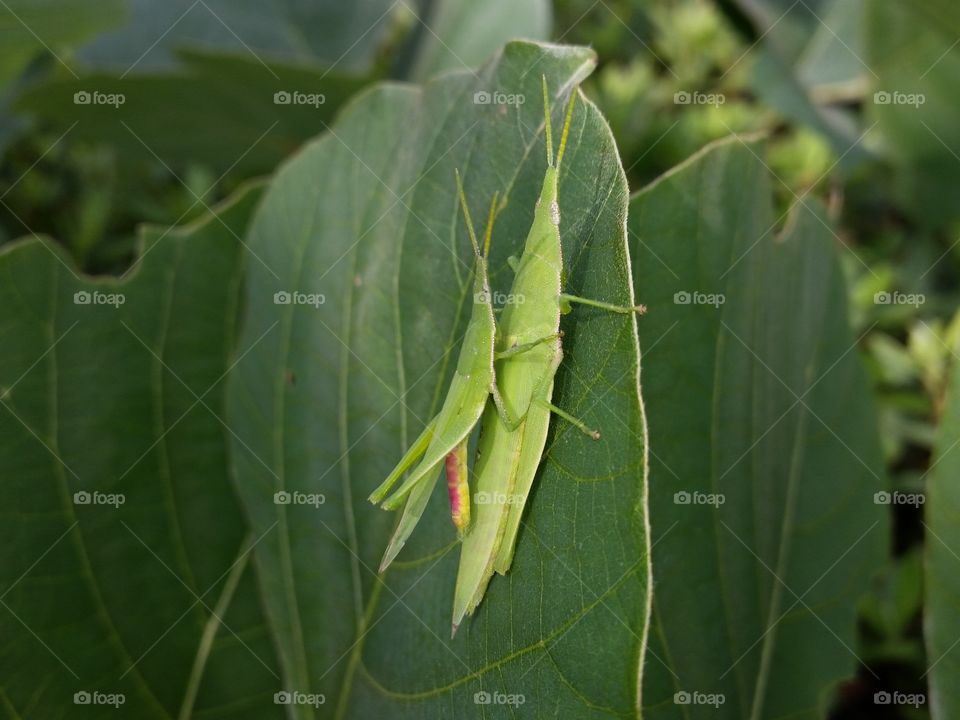 Japanese grasshopper