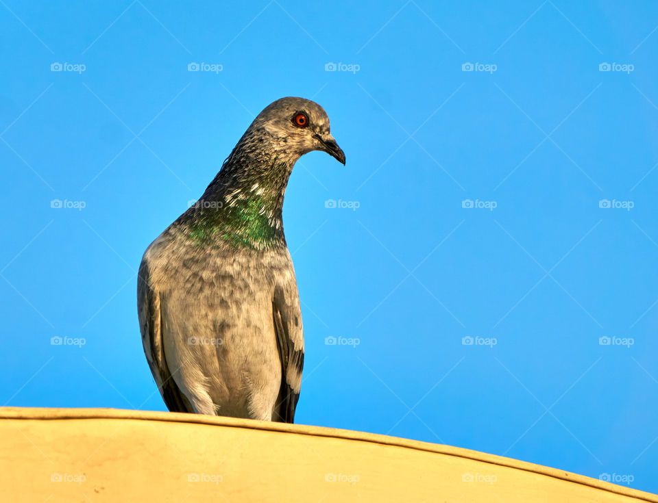 bird photography- Dove