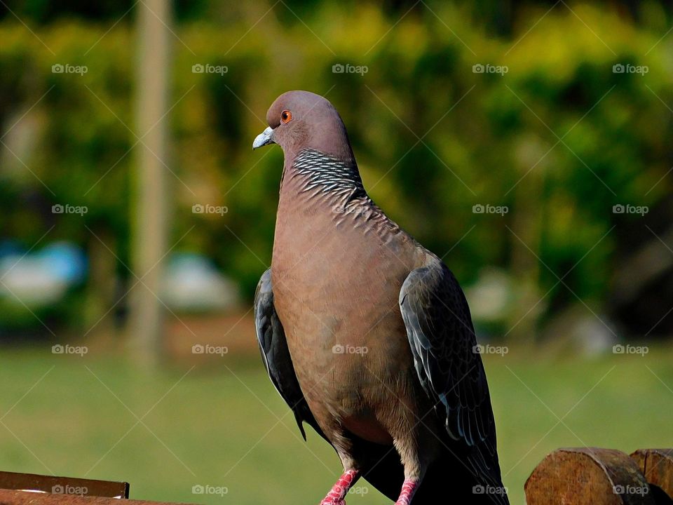 pigeon in nature