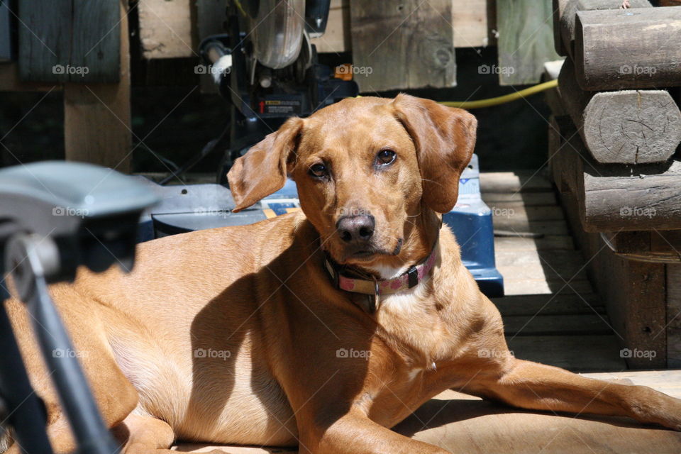 Dog, Mammal, Pet, Portrait, Canine