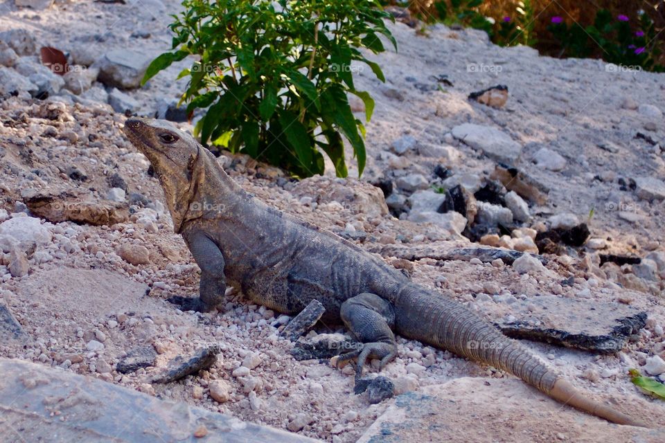 Iguana in Cancun