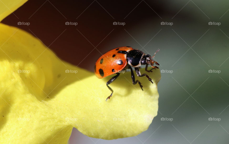 Ladybug sitting on a yellow petal