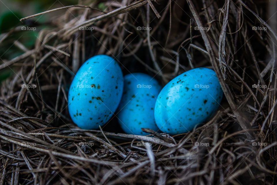 three blue eggs in a nest of dried grass