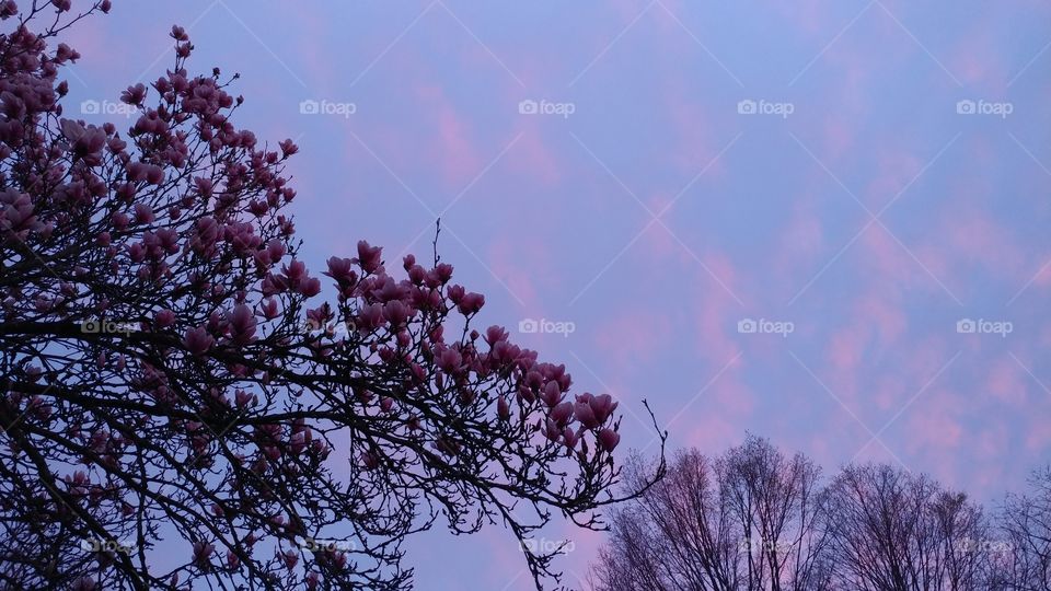 pink blue sunset