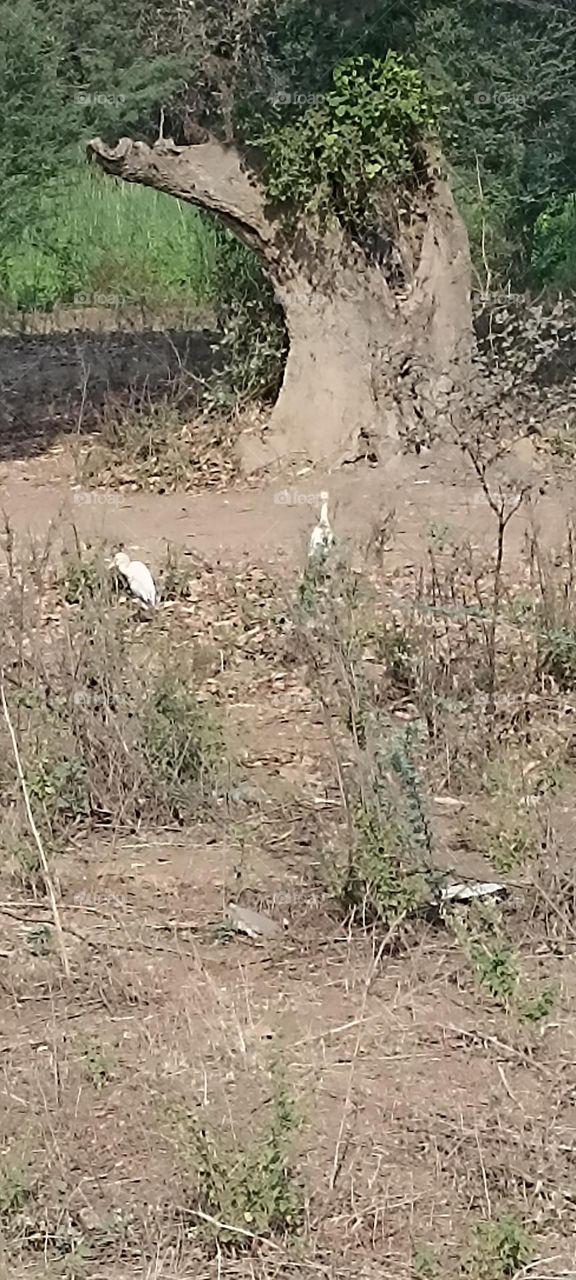 old tree with huge bark as a base giving shelter to many animals and people in summer time