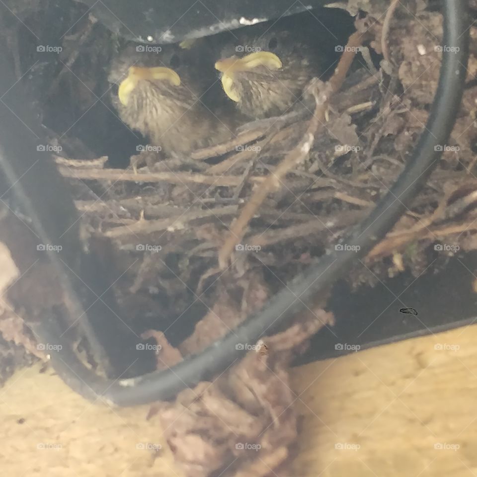baby birds nest