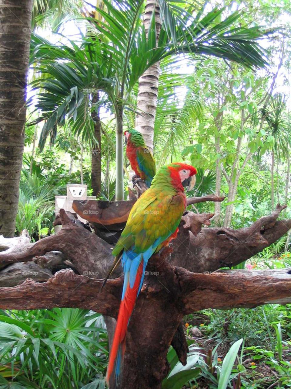Colorful Macaw Parrots