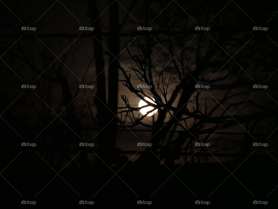 The moon beyond the trees, as seen from the back porch. 