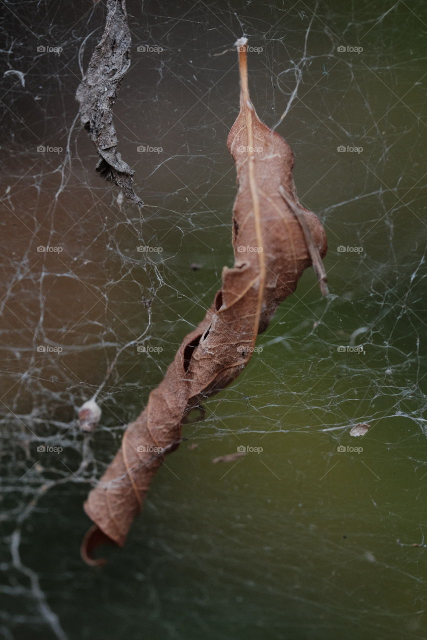 Dried leaves stuck in the spider webs. 