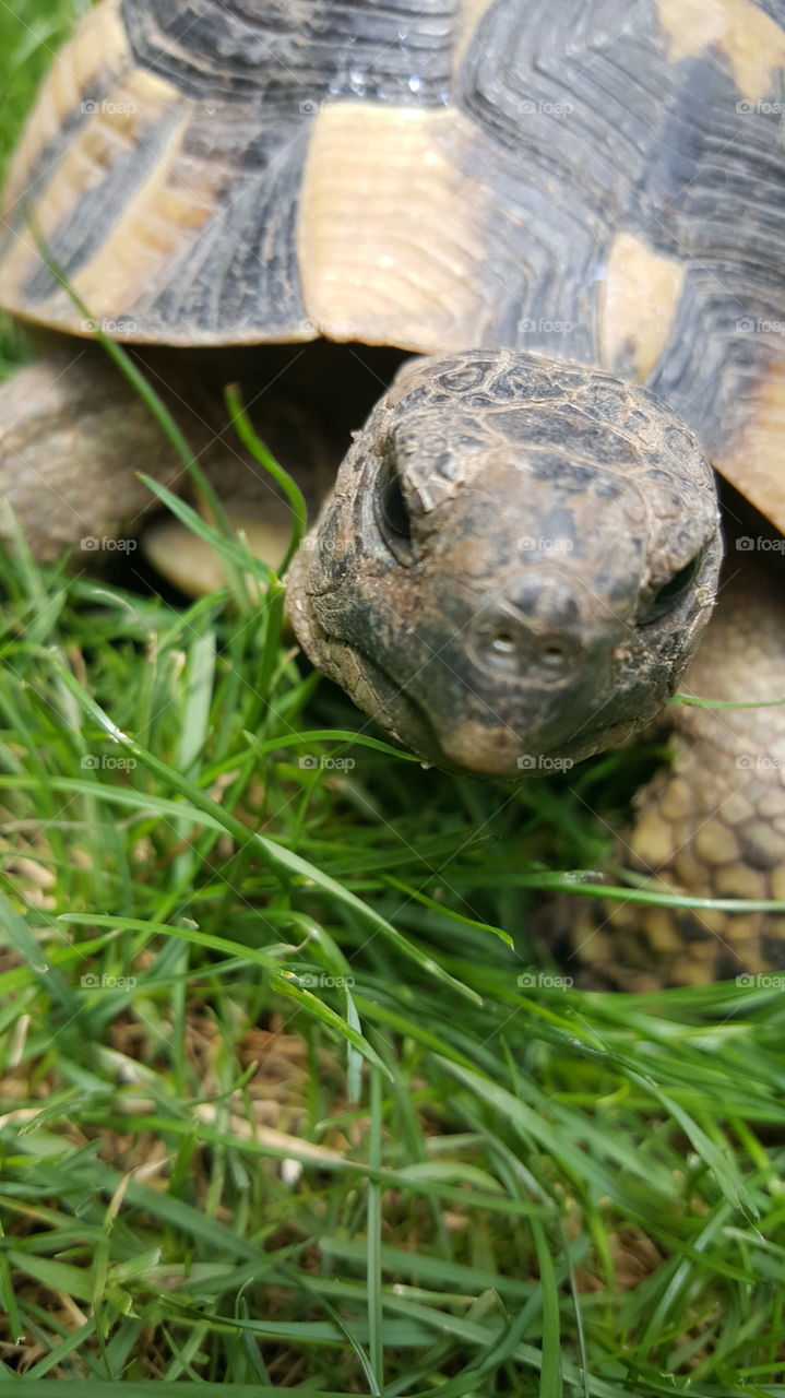 Summer pets