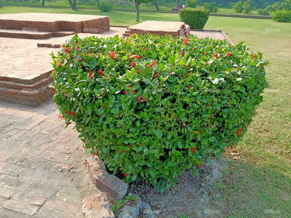 Ixora coccinea plants beautiful nice looking image