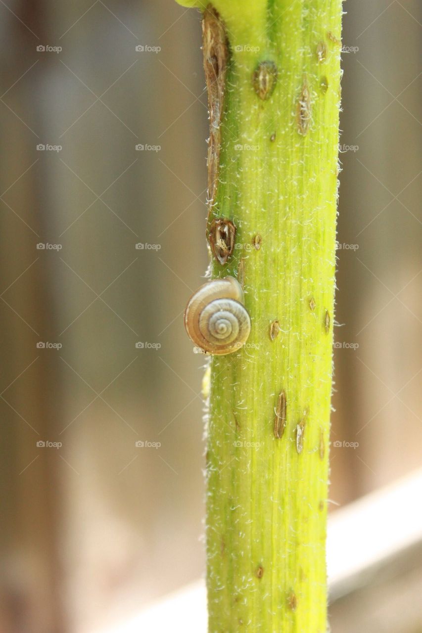 Snail on sunflower