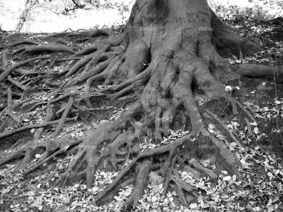 Tree roots