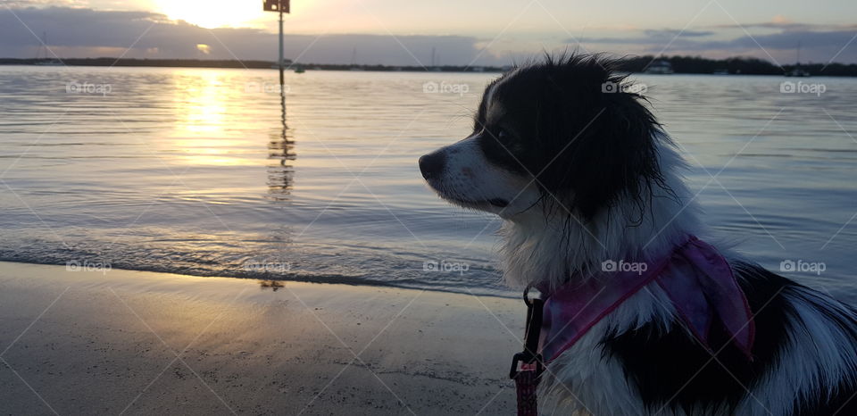 Corgipoo Profile at Sunrise